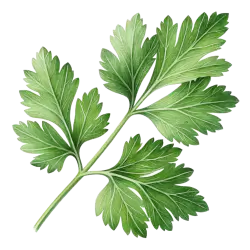 Imagen PNG para descargar